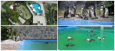 otvoren-za-posetiteli-zalivot-na-pingvinite-vo-zoo-vo-skopje-povekje01.jpg