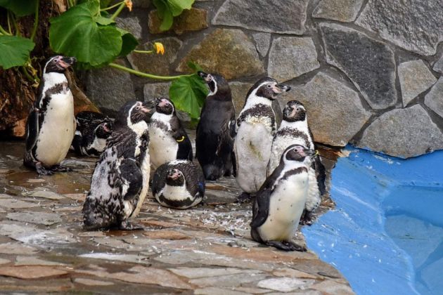 otvoren-za-posetiteli-zalivot-na-pingvinite-vo-zoo-vo-skopje02.jpg