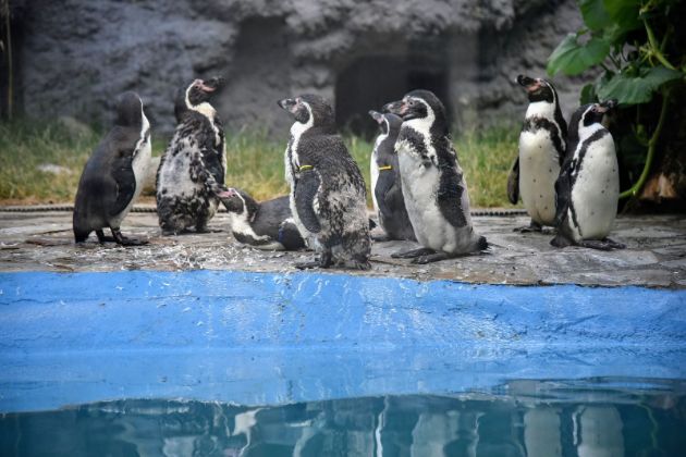otvoren-za-posetiteli-zalivot-na-pingvinite-vo-zoo-vo-skopje03.jpg
