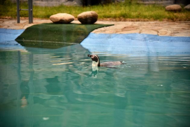 otvoren-za-posetiteli-zalivot-na-pingvinite-vo-zoo-vo-skopje05.jpg