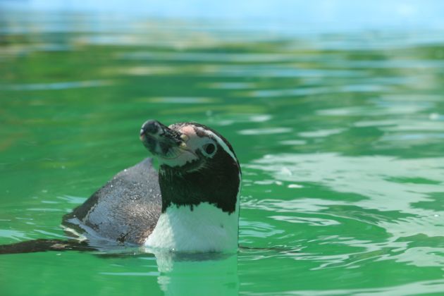otvoren-za-posetiteli-zalivot-na-pingvinite-vo-zoo-vo-skopje09.jpg