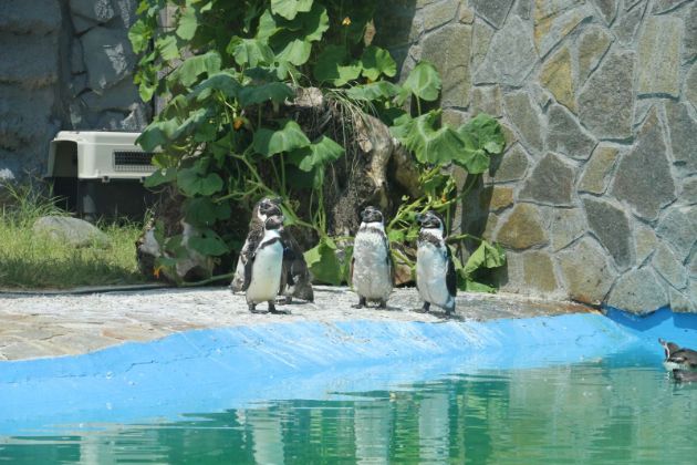 otvoren-za-posetiteli-zalivot-na-pingvinite-vo-zoo-vo-skopje10.jpg