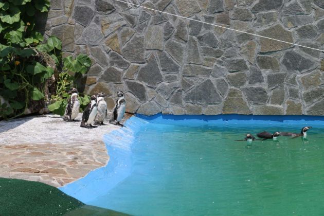otvoren-za-posetiteli-zalivot-na-pingvinite-vo-zoo-vo-skopje11.jpg