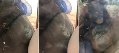 bebe-orangutan-bez-prekin-go-baknuva-trudnichkiot-stomak-na-zhena-vo-zoo-preku-staklo-video-01povekje.jpg