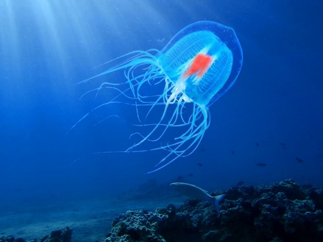 besmrtna-meduza-i-ushte-7-zhivotni-so-najdolg-zhivoten-vek-08.JPG