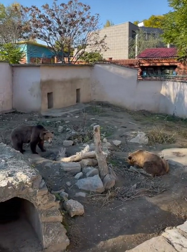 poteg-za-osuda-devojka-vo-skopje-zoo-se-prekachuva-preku-ograda-kaj-mechkite-04.jpg