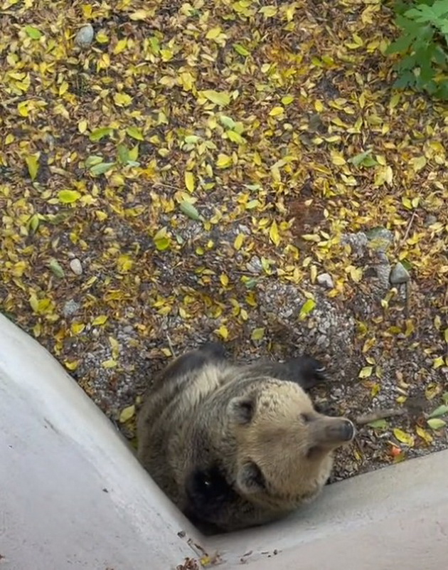 poteg-za-osuda-devojka-vo-skopje-zoo-se-prekachuva-preku-ograda-kaj-mechkite-05.jpg