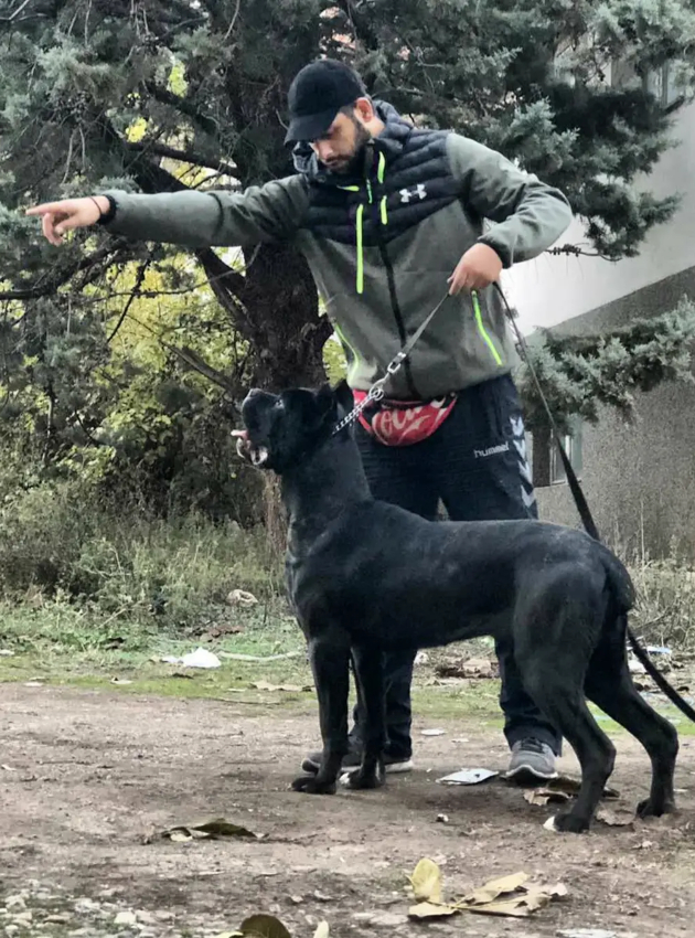 darko dimkovski dreser na kucinjra dreserot nema mokj da go smeni kuceto toj moze samo da go nauci na poslusnost 5