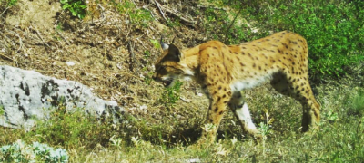 fotografiran-ushte-eden-balkanski-ris-ovojpat-vo-nacionalniot-park-mavrovo-povekje.jpg