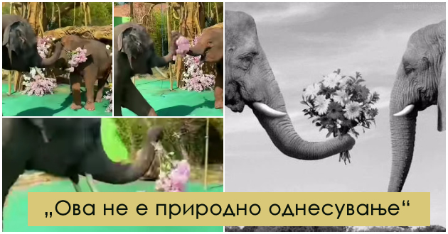 kritiki-za-viralno-video-vo-koe-se-gleda-kako-slon-i-iskazhuva-ljubov-na-svojata-sakana-so-buket-cvekje-01.jpg