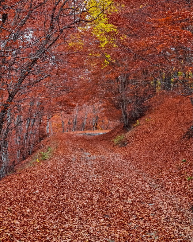 ponikva-e-kako-scena-od-najubavata-esenska-bajka-foto-04.jpg