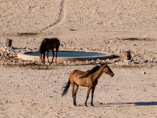 pustina-vo-namibija-pretvorena-vo-oaza-po-neochekuvan-obilen-dozhd-foto-03.jpg