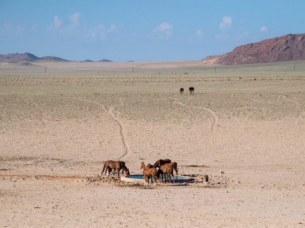 pustina-vo-namibija-pretvorena-vo-oaza-po-neochekuvan-obilen-dozhd-foto-04.jpg
