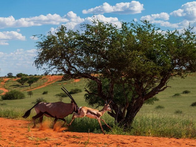 pustina-vo-namibija-pretvorena-vo-oaza-po-neochekuvan-obilen-dozhd-foto-21.jpg