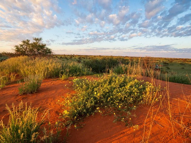 pustina-vo-namibija-pretvorena-vo-oaza-po-neochekuvan-obilen-dozhd-foto-22.jpg