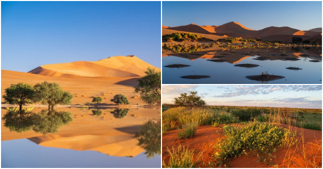 pustinite-vo-namibija-pretvoreni-vo-oazi-po-neochekuvan-obilen-dozhd-foto-001.jpg