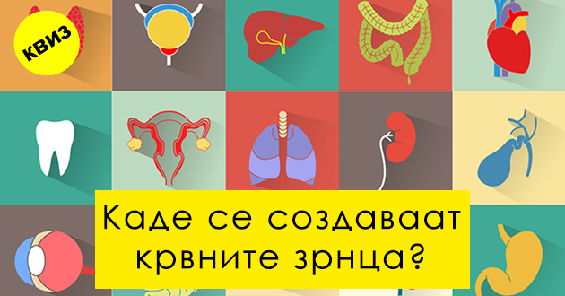 anatomski-kviz-kolku-znaete-za-funkcijata-na-nashite-organi-01.jpg