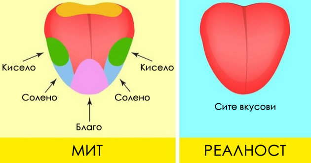 gluvcite-sakaat-sirenje-i-ushte-6-mitovi-koi-se-tolku-popularni-shto-e-teshko-da-prifatime-deka-se-laga-01.jpg