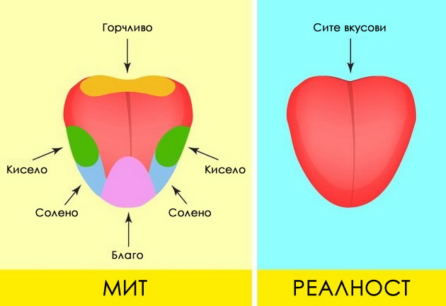 gluvcite-sakaat-sirenje-i-ushte-7-mitovi-koi-se-tolku-popularni-shto-e-teshko-da-prifatime-deka-se-laga-08.jpg