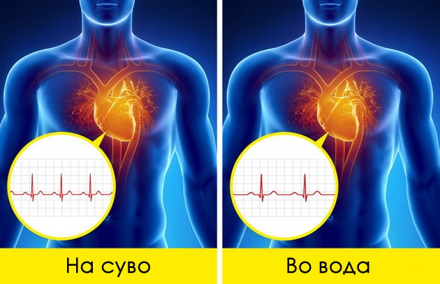 lugjeto-imaat-rigi-i-ushte-7-zabavni-fakti-shto-sigurno-ne-vi-gi-kazhale-na-chasovite-po-biologija-02.jpg