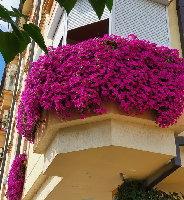 na-gosti-kaj-mimi-semejna-kukja-vo-skopje-so-detali-vo-zlatna-boja-i-balkon-so-mnogu-cvekje-foto-16.jpg