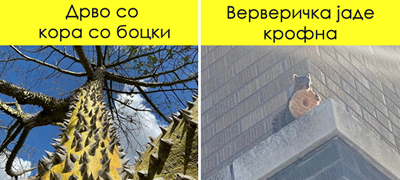 perduv-od-kolibri-djinovska-peperutka-10-foto-dokazi-deka-prirodata-e-polna-iznenaduvanja-01povekje.jpg