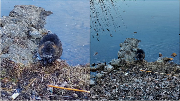 atrakcija-vo-dojran-nutrija-bez-strav-si-sedeshe-pred-minuvachite-pokraj-ezeroto-foto-01.jpg