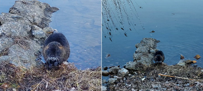 atrakcija-vo-dojran-nutrija-bez-strav-si-sedeshe-pred-minuvachite-pokraj-ezeroto-foto-01povekje.jpg