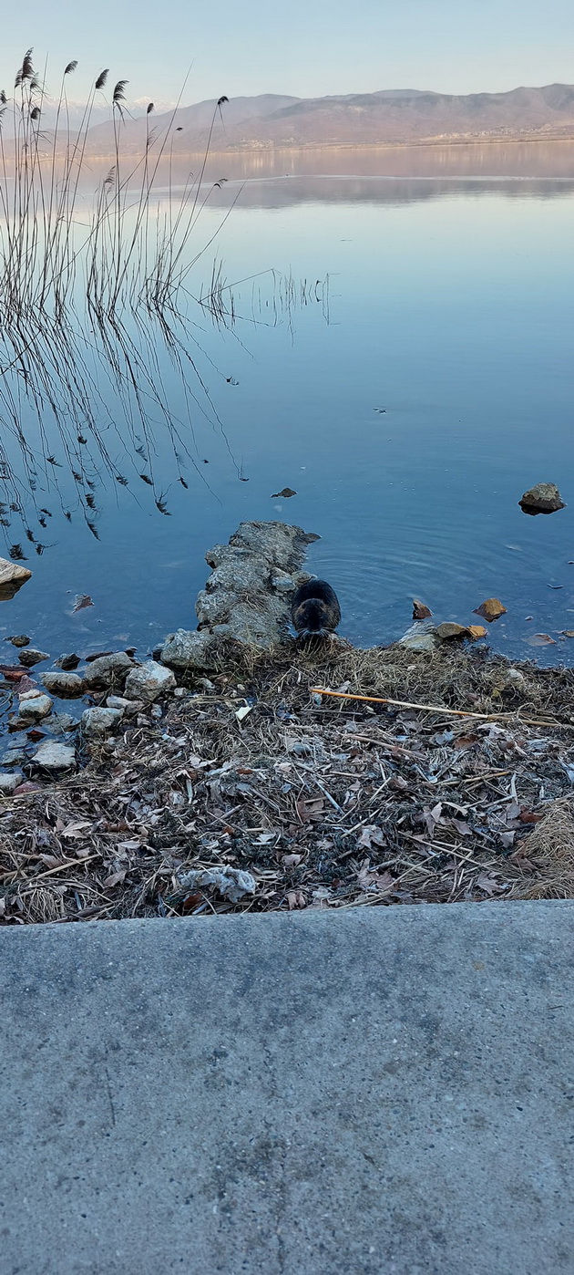 atrakcija-vo-dojran-nutrija-bez-strav-si-sedeshe-pred-minuvachite-pokraj-ezeroto-foto-03.jpg