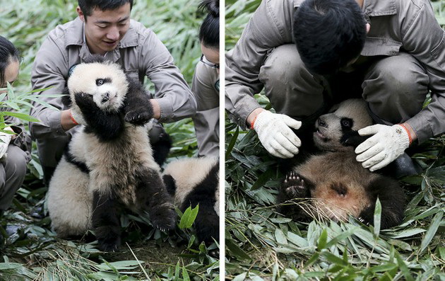 10-foto-dokazi-deka-neguvatelite-na-panda-mechki-ja-imaat-najubavata-rabota-vo-svetot-03.jpg