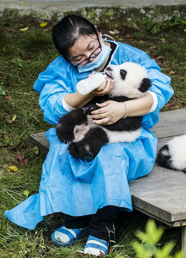 10-foto-dokazi-deka-neguvatelite-na-panda-mechki-ja-imaat-najubavata-rabota-vo-svetot-10.jpg