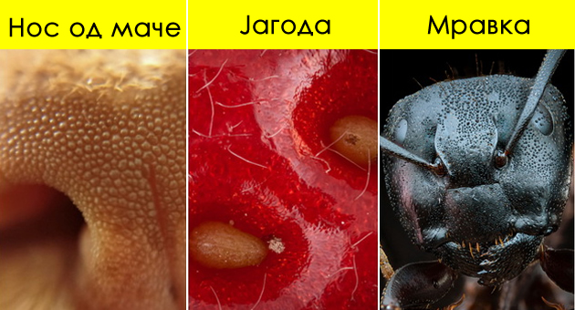 krilo-od-peperutka-meur-od-sapunica-kako-fascinantno-izgledaat-rabotite-poglednati-odblisku-01.jpg