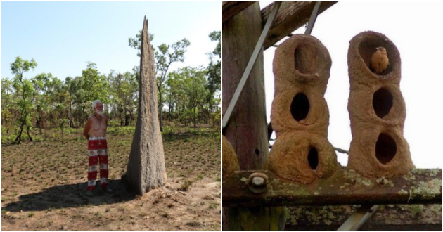 termiti-kuli-od-kal-visoka-nekolku-metri-neverojatni-zhivealishta-shto-pticite-i-insektite-si-gi-pravat-sami-01.jpg