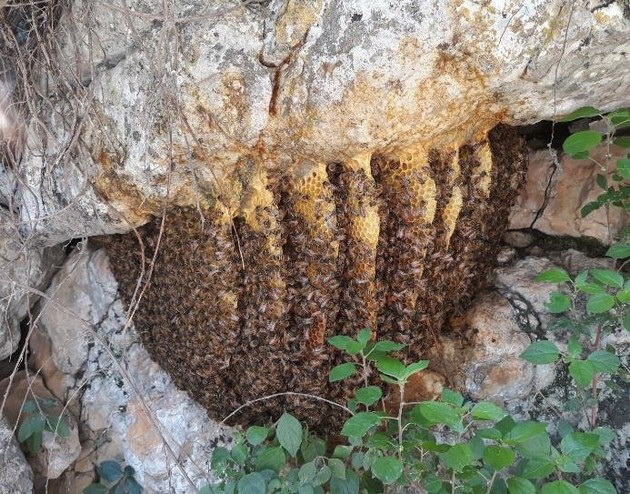 termiti-kuli-od-kal-visoka-nekolku-metri-neverojatni-zhivealishta-shto-pticite-i-insektite-si-gi-pravat-sami-05.jpg