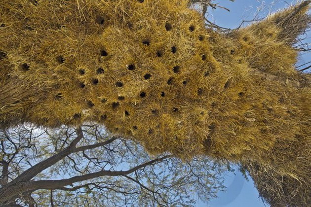 termiti-kuli-od-kal-visoka-nekolku-metri-neverojatni-zhivealishta-shto-pticite-i-insektite-si-gi-pravat-sami-17.jpg