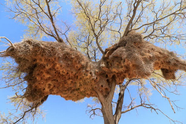 termiti-kuli-od-kal-visoka-nekolku-metri-neverojatni-zhivealishta-shto-pticite-i-insektite-si-gi-pravat-sami-18.jpg