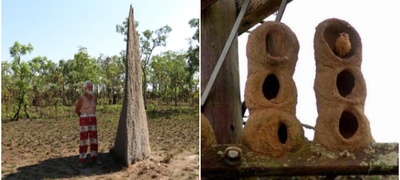 termiti-kuli-od-kal-visoka-nekolku-metri-neverojatni-zhivealishta-shto-pticite-i-insektite-si-gi-pravat-sami-povekje.jpg