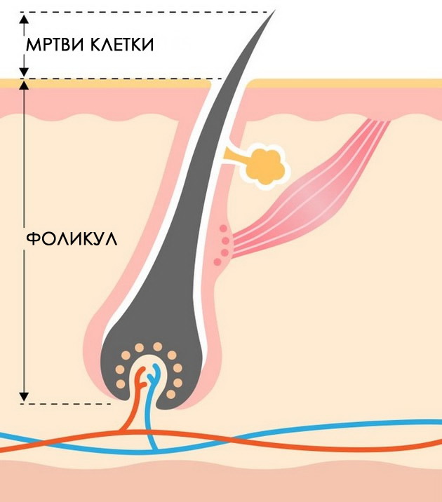 mozhe-da-izdrzhi-tezhina-od-10-toni-zabavni-fakti-za-kosata-shto-sigurno-ne-gi-znaevte-06.jpg