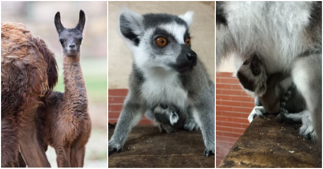 pozitiva-na-denot-po-trite-lavchinja-vo-skopje-zoo-se-rodija-lemur-i-lama-foto-01.jpg