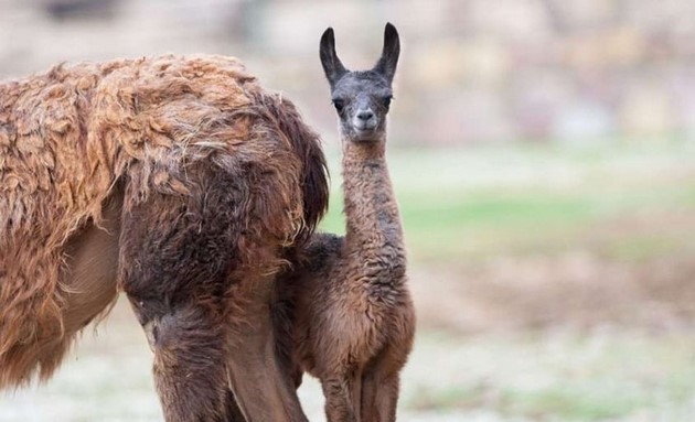pozitiva-na-denot-po-trite-lavchinja-vo-skopje-zoo-se-rodija-lemur-i-lama-foto-03.jpg