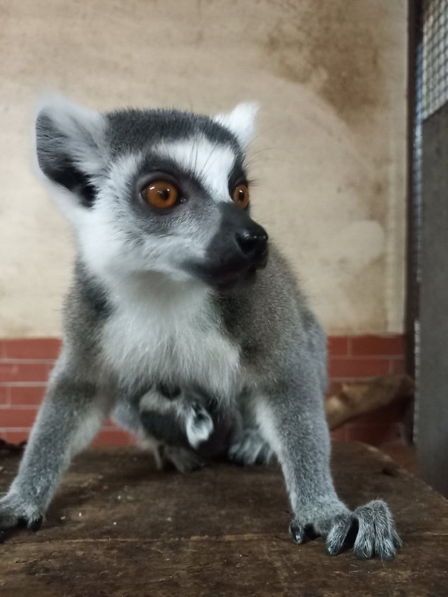 pozitiva-na-denot-po-trite-lavchinja-vo-skopje-zoo-se-rodija-lemur-i-lama-foto-07.jpg