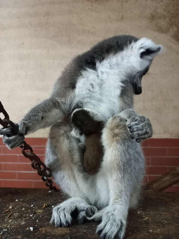 pozitiva-na-denot-po-trite-lavchinja-vo-skopje-zoo-se-rodija-lemur-i-lama-foto-08.jpg