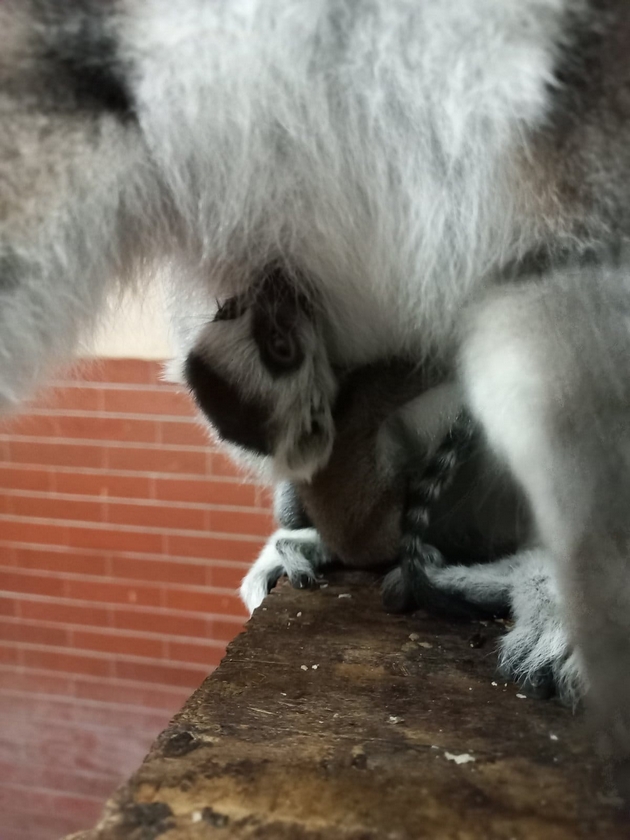 pozitiva-na-denot-po-trite-lavchinja-vo-skopje-zoo-se-rodija-lemur-i-lama-foto-09.jpg