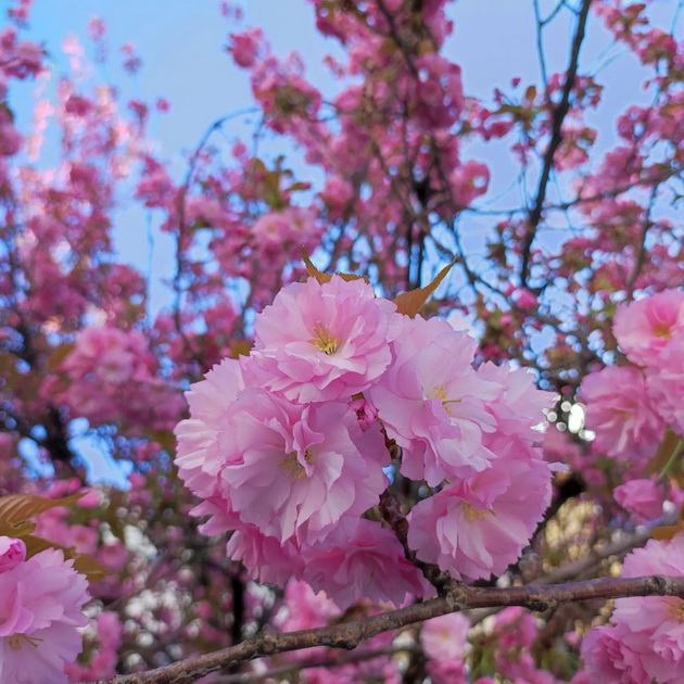rascvetanite-japonski-creshi-na-maksim-gorki-se-najubavoto-katche-vo-skopje-i-godinava-foto-02.jpg