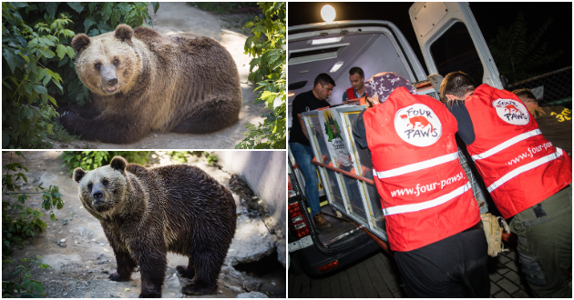 dve-mechki-od-skopje-zoo-isprateni-vo-rezervat-vo-shvajcarija-ostanatite-dve-kje-dobijat-pogolemo-i-poubavo-zhivealishte-foto-01.jpg