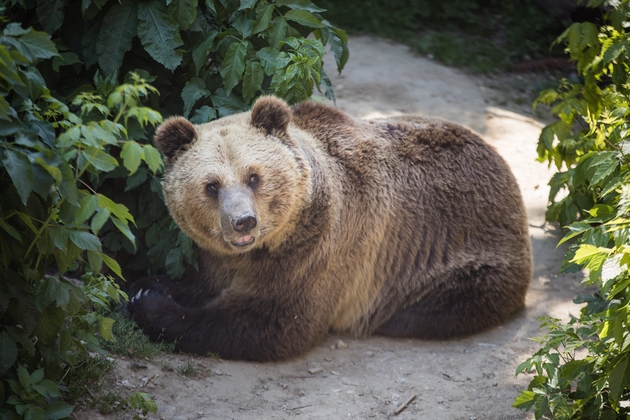 dve-mechki-od-skopje-zoo-isprateni-vo-rezervat-vo-shvajcarija-ostanatite-dve-kje-dobijat-pogolemo-i-poubavo-zhivealishte-foto-02.jpg