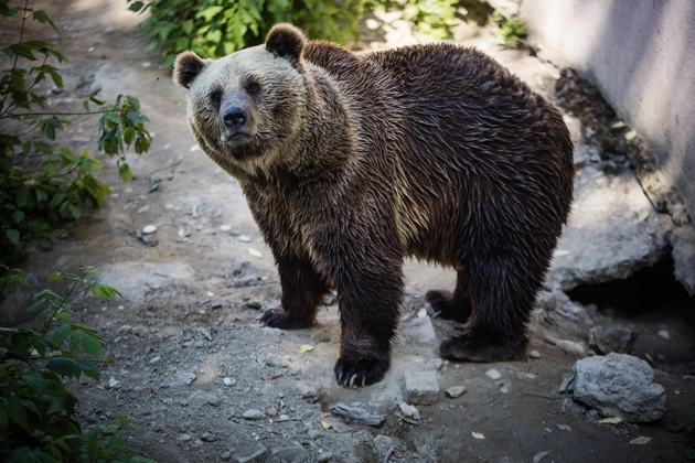 dve-mechki-od-skopje-zoo-isprateni-vo-rezervat-vo-shvajcarija-ostanatite-dve-kje-dobijat-pogolemo-i-poubavo-zhivealishte-foto-03.jpg