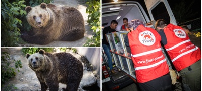 dve-mechki-od-skopje-zoo-isprateni-vo-rezervat-vo-shvajcarija-ostanatite-dve-kje-dobijat-pogolemo-i-poubavo-zhivealishte-foto-povekje.jpg
