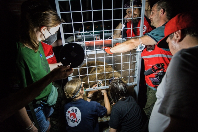 dve-mechki-od-skopje-zoo-isprateni-vo-rezervat-vo-shvajcarija-ostanatite-dve-kje-dobijat-pogolemo-i-poubavo-zhivealishte-foto09.jpg