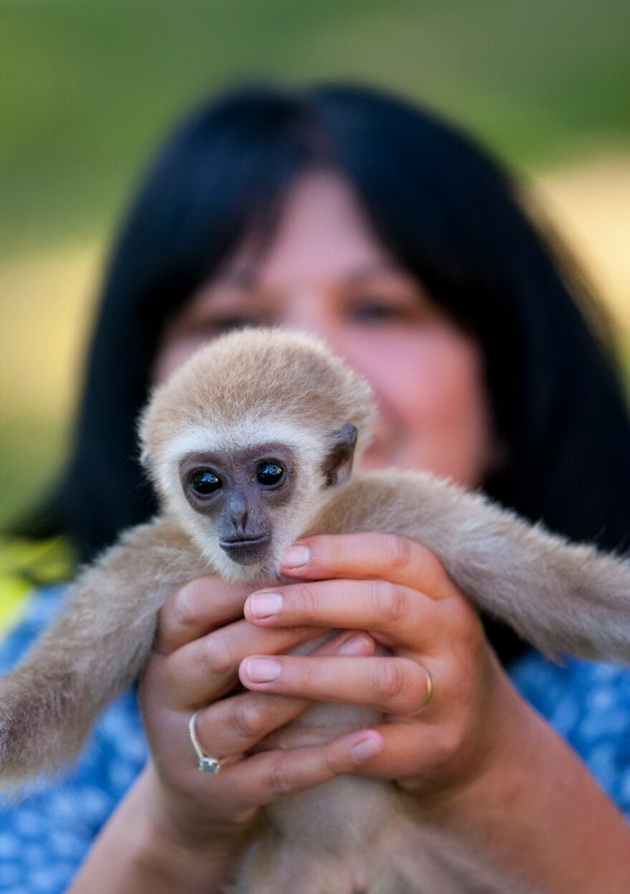 neguvatelka-od-skopje-zoo-spasila-malo-gibonche-koe-majkata-go-frlila-vo-edno-od-ezercata-sega-toa-ne-se-deli-od-nea-07.jpg